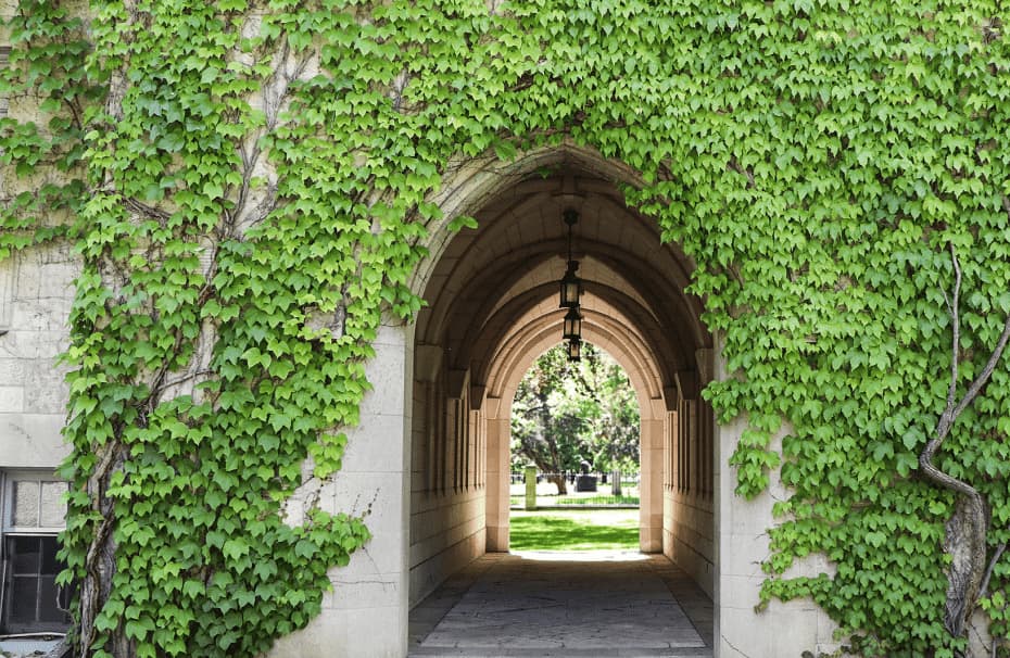 An ivy-covered archway